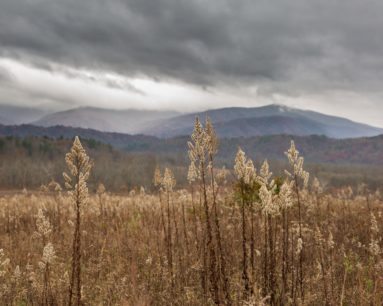 View Free as a weed by Brandon Bowling