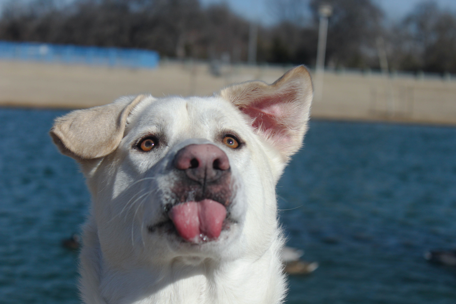 View Funny Dog by Kacey Phillips