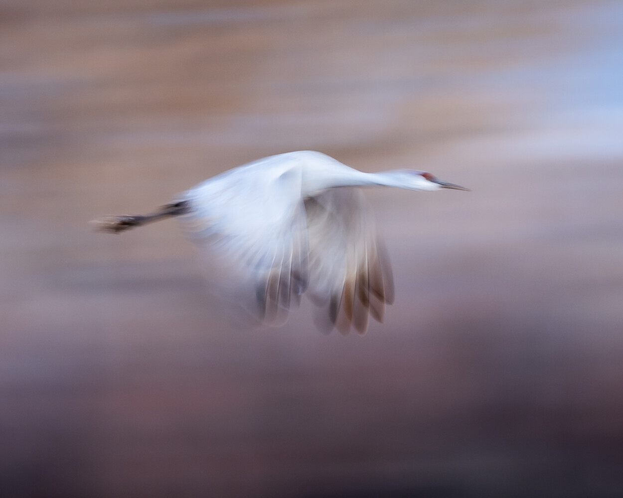 White wading bird in flight with motion blur against muted background
