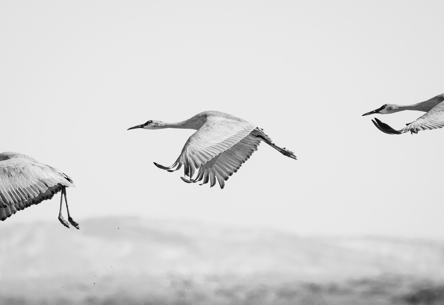 Three cranes in flight against a misty sky, captured in black and white