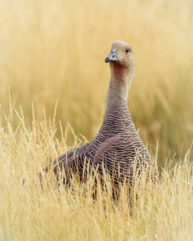 Wild turkey standing in tall dry grass with soft golden-hour backlighting