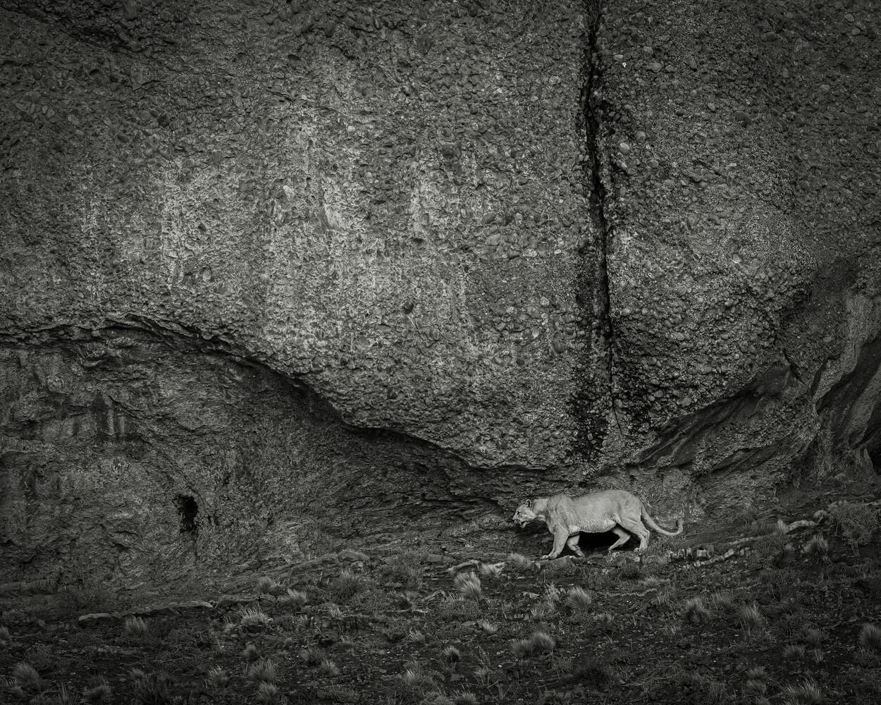 Small dog nestled beneath massive granite boulders in dramatic black and white landscape