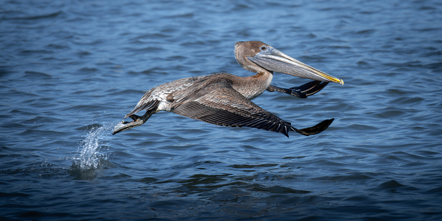 Brown pelican in flight over blue water with wings spread and legs extended