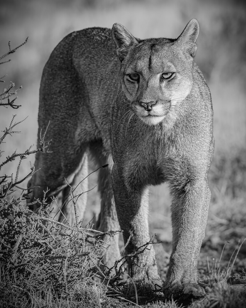 Mountain lion walking toward camera in black and white wildlife photograph