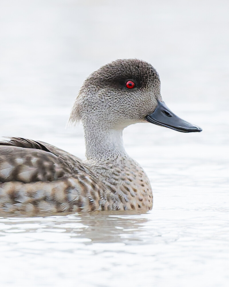 Northern pintail duck swimming in water with detailed plumage visible