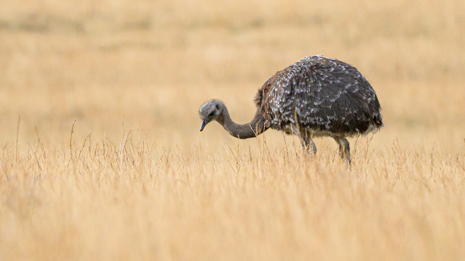 Emu walking through dry grassland with mottled brown plumage