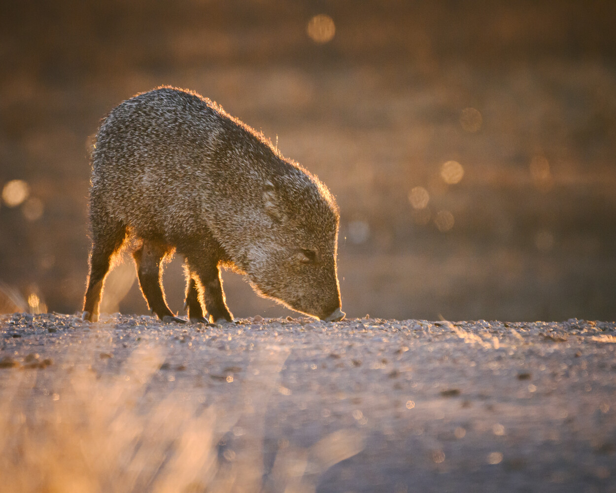 Meerkat foraging on sandy ground during golden hour with warm backlighting