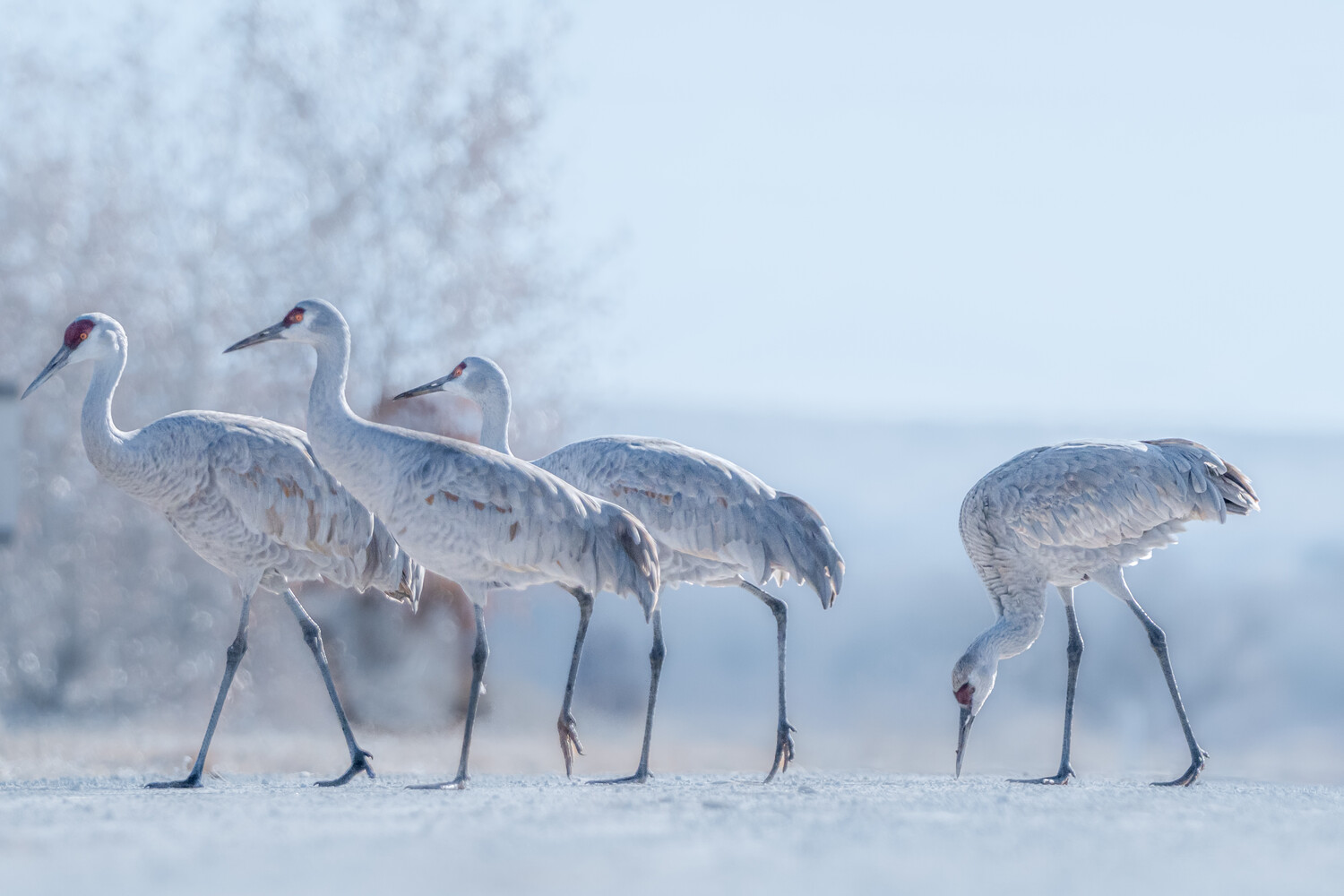 Four sandhill cranes standing in snow with frost-covered trees in soft-focus background