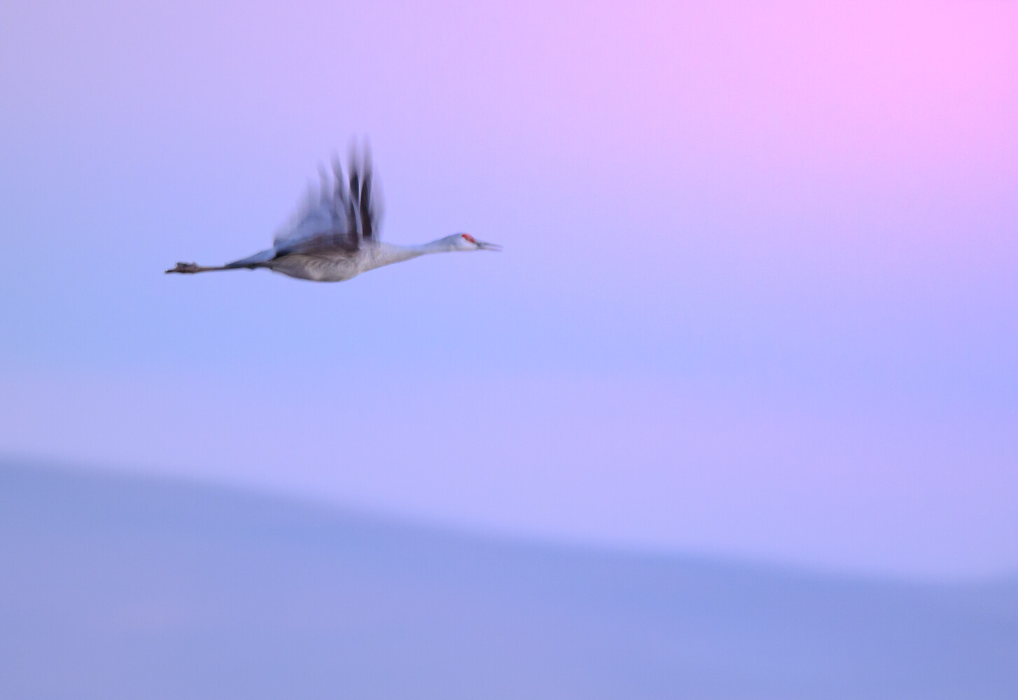 Crane in flight against soft purple and blue gradient sky