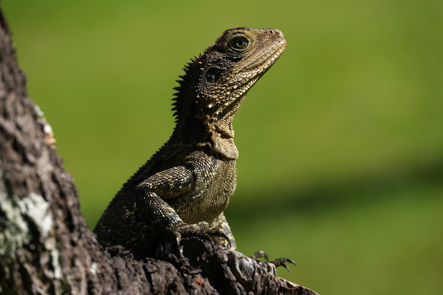 Dark-scaled lizard perched on a light-colored tree branch against a soft green background
