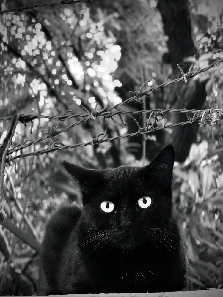 Black cat with luminous eyes staring directly at camera among flowering branches