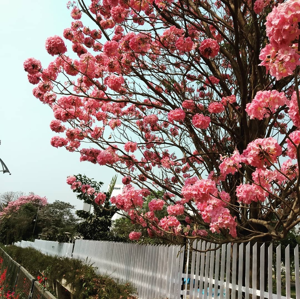 View Flowers by Priyanka Jagtap