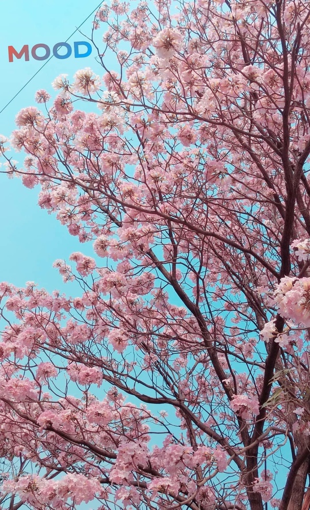 View Flowers by Priyanka Jagtap