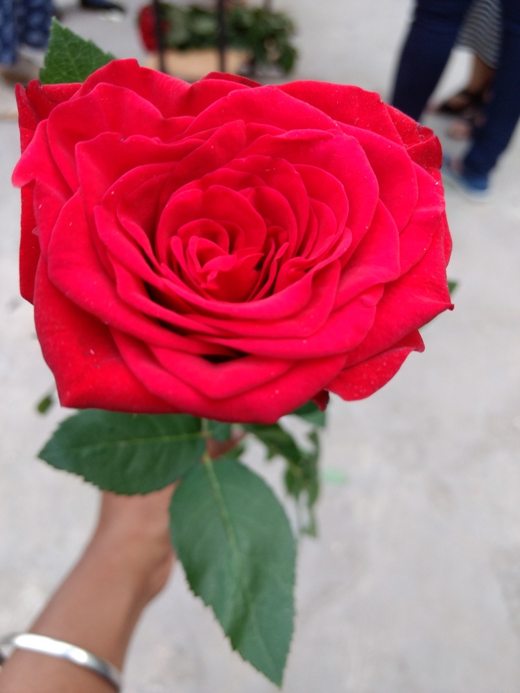 View Rose by Priyanka Jagtap