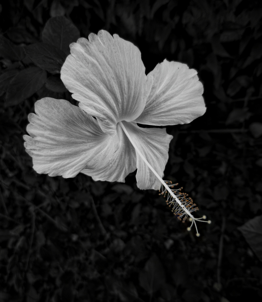View Untitled 1 by shreedhar inamdar