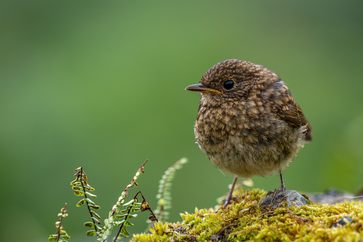 Small brown bird perched on moss-covered ground against soft green background