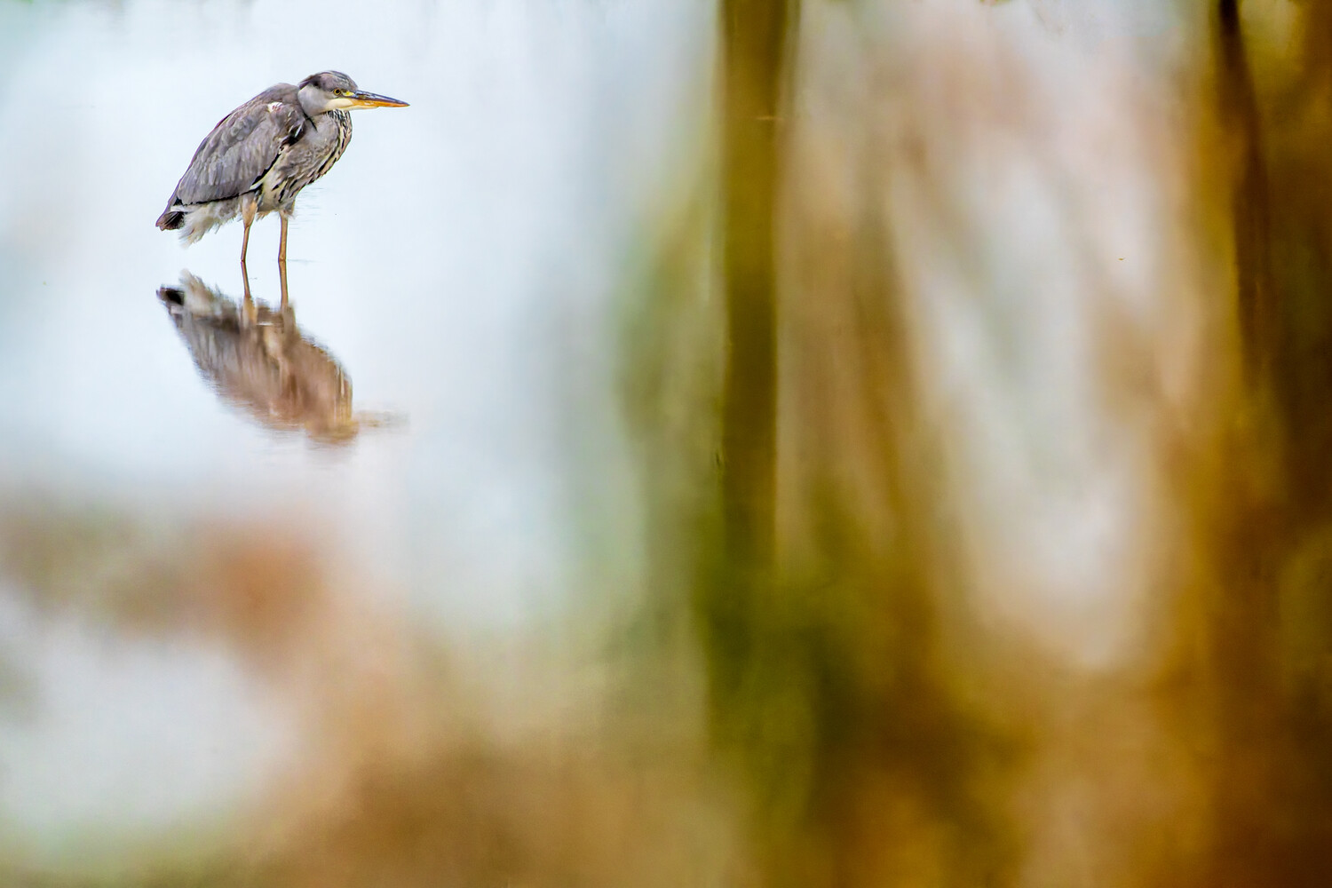 Great Blue Heron standing in shallow water with reflection visible below