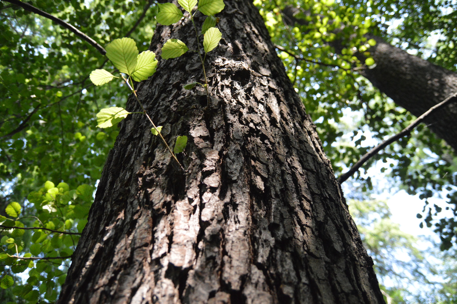 View Old Tree Bark by Moisi Aniska