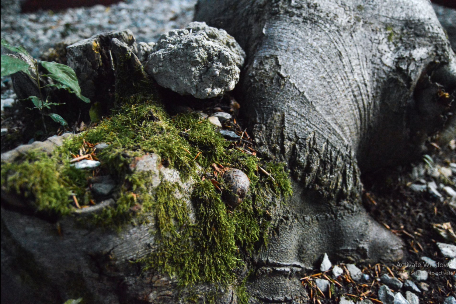 View Tree Moss by Moisi Aniska