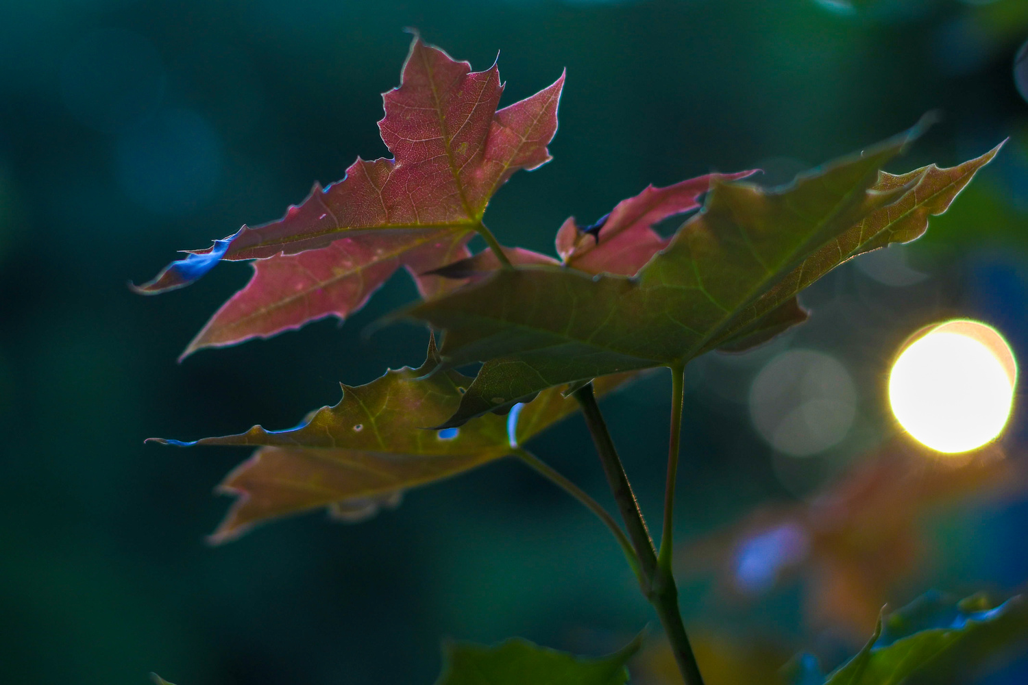 View Untitled 3 by Aatish Shekhar