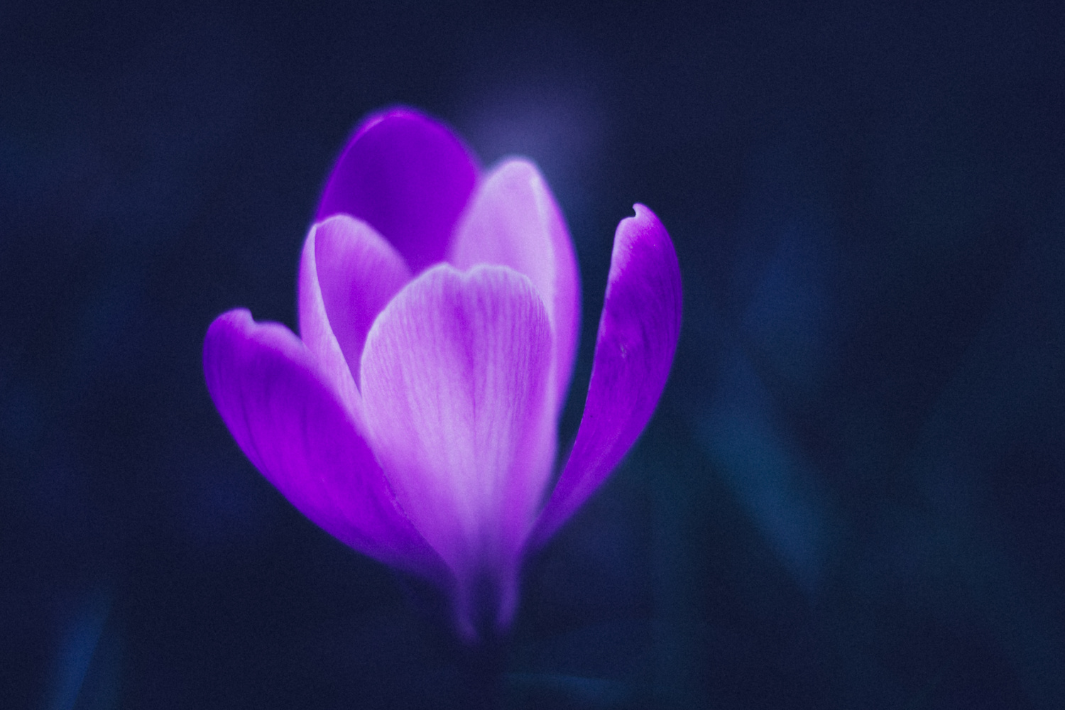 View Untitled 1 by Shahrokh Youssefi