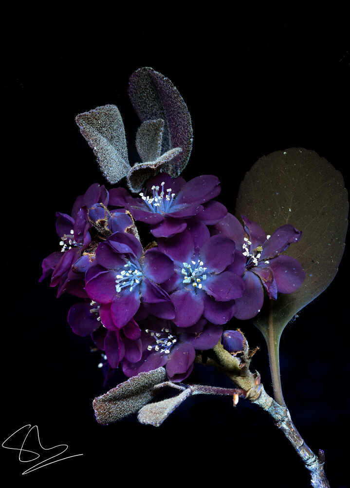 Purple flowers with translucent wings and crystalline details against black background