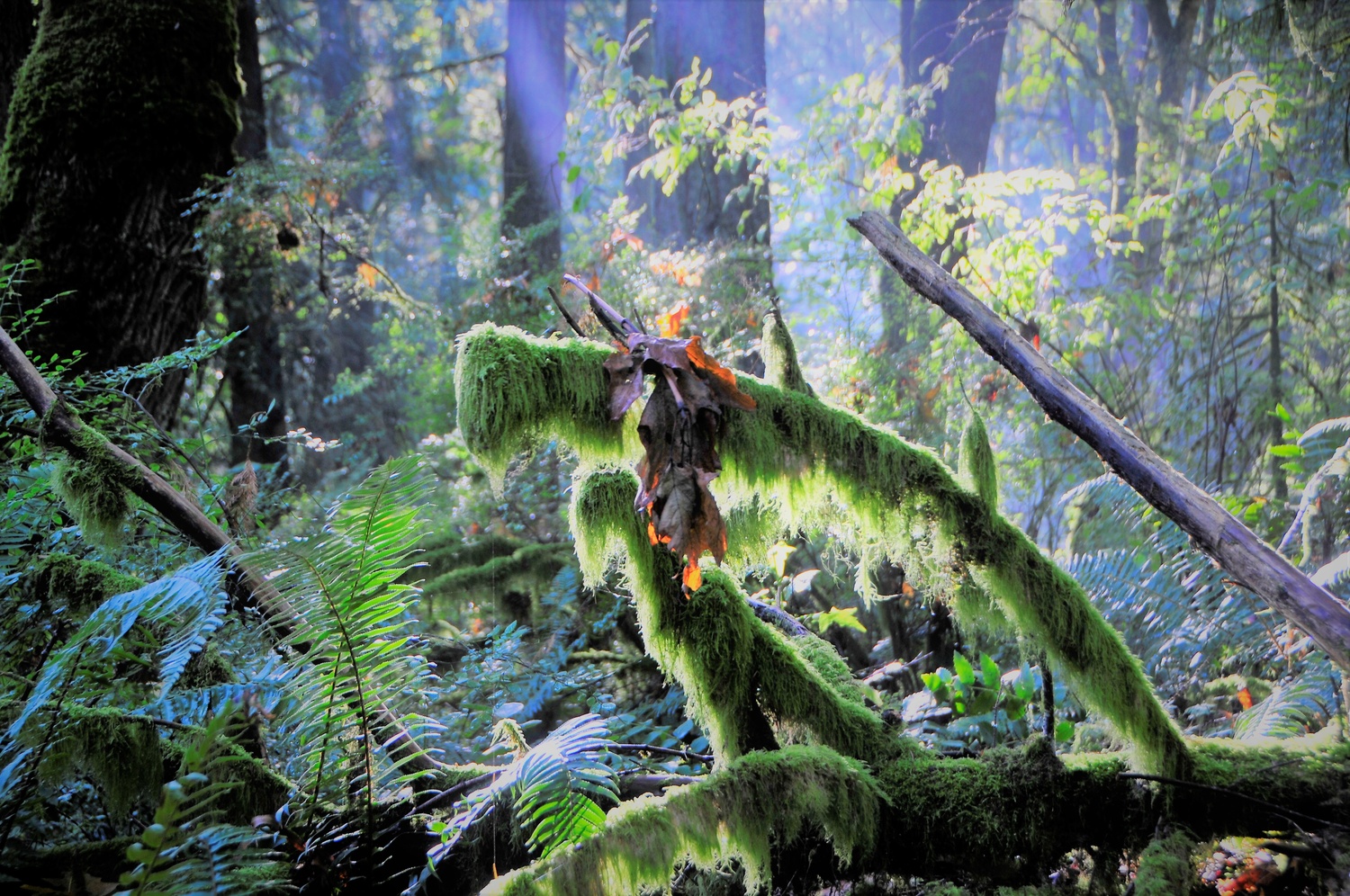 View Moss by Bret Henry