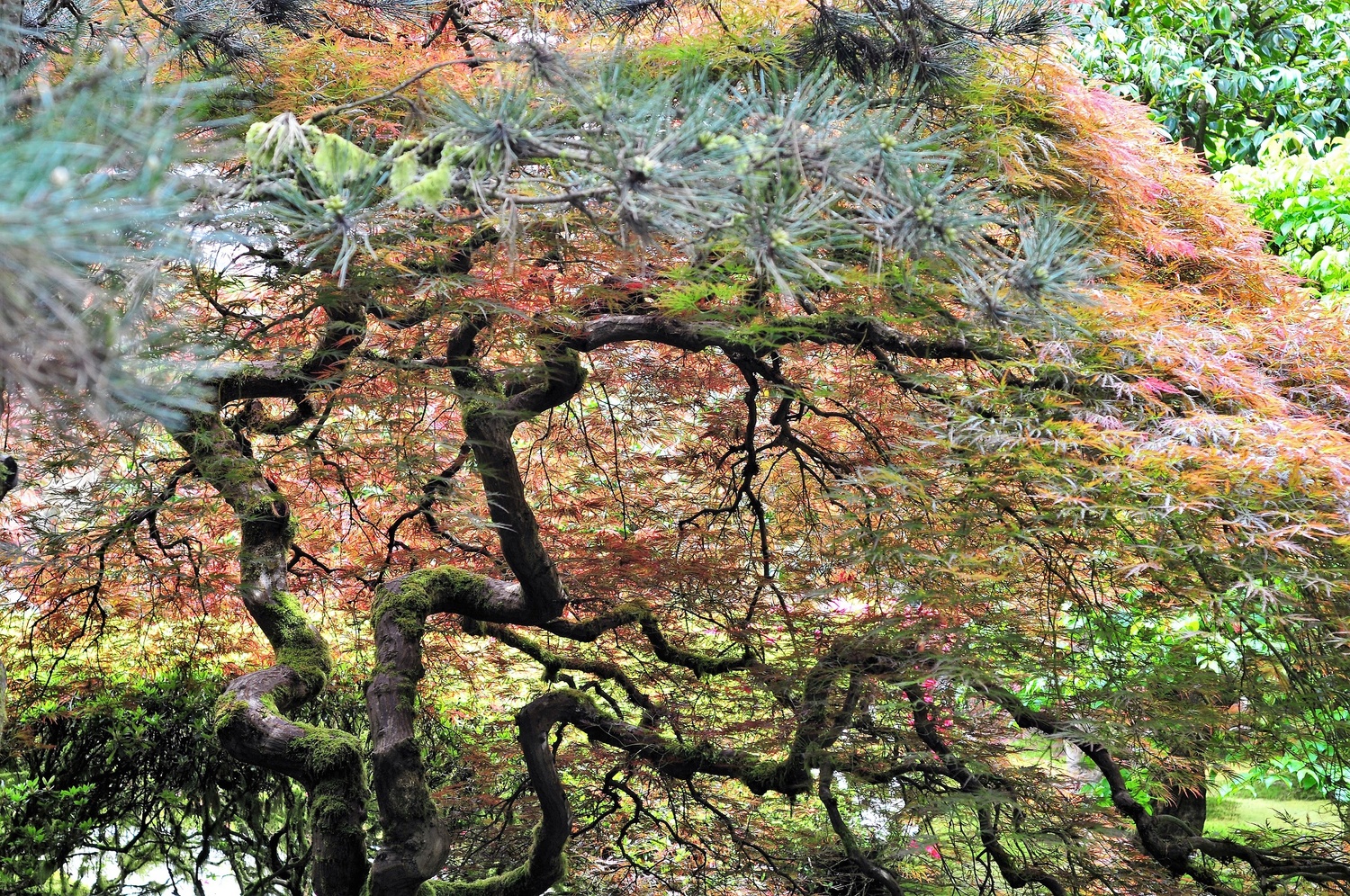 View Portland Japanese garden by Bret Henry