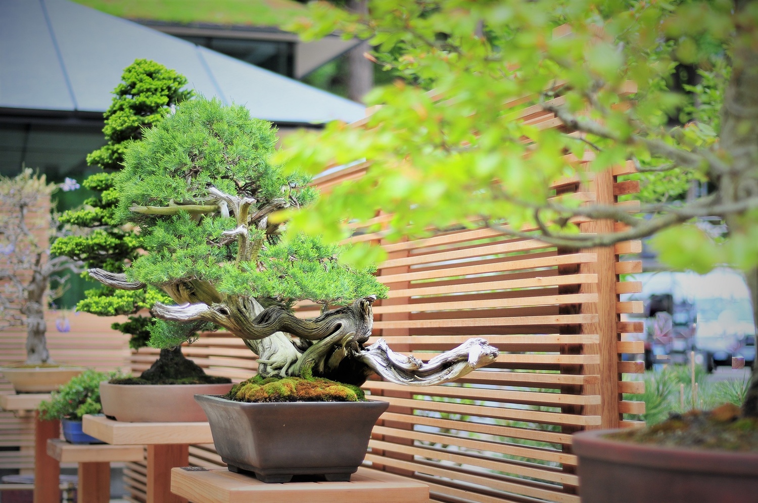 View BONZAI Portland Japanese garden by Bret Henry