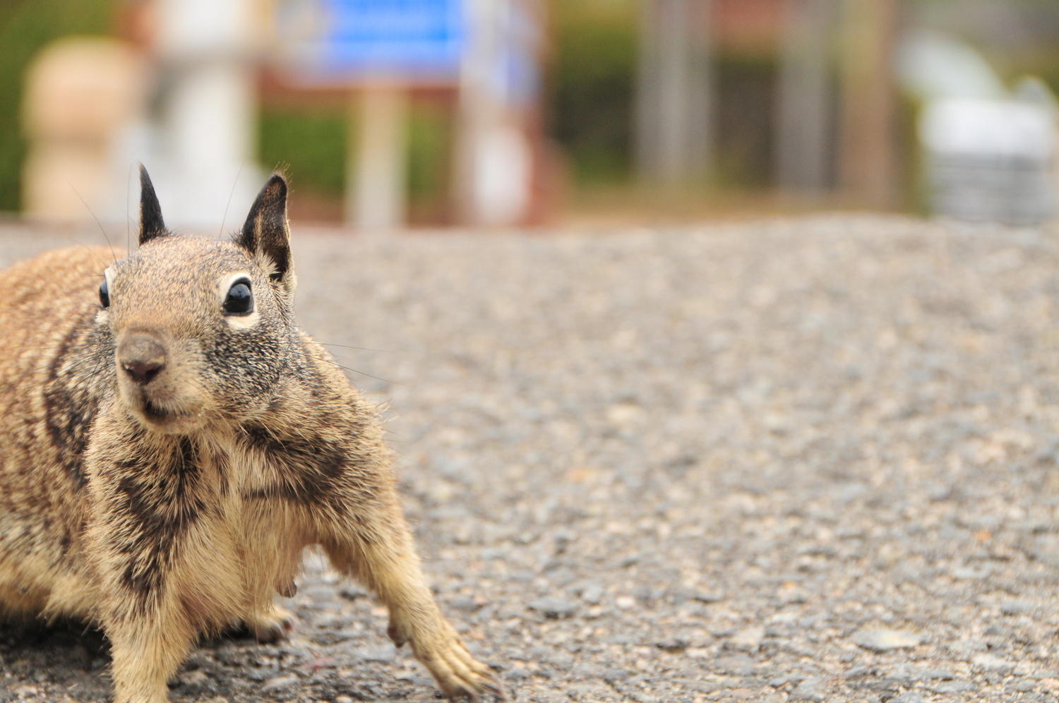 View SQUIRREL by Bret Henry