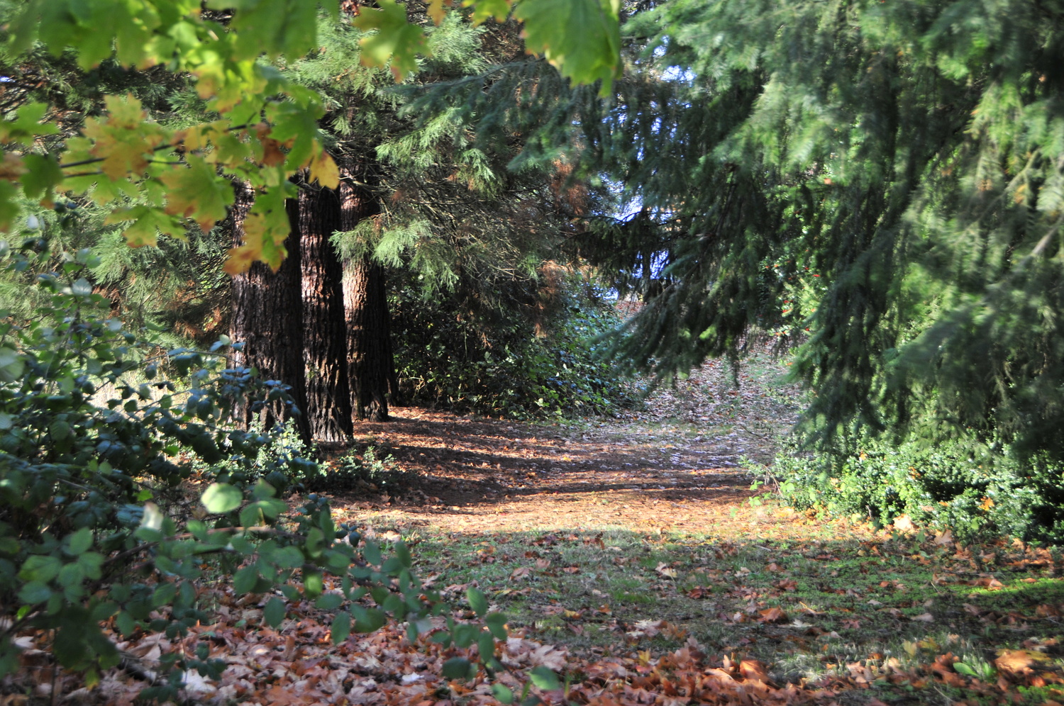 View Woods by Bret Henry