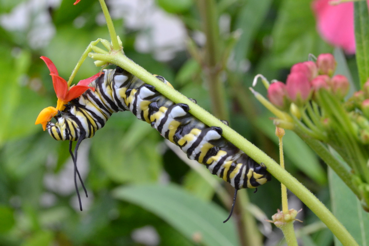 View Monarch Caterpillar by Gustave Kurz