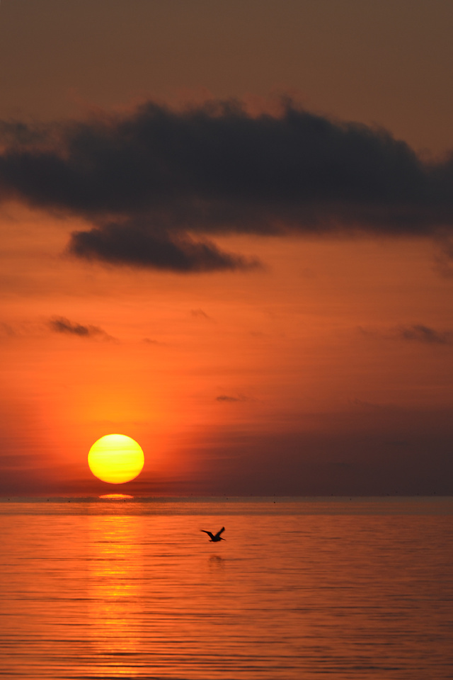 View Bird Is The Word by Gustave Kurz