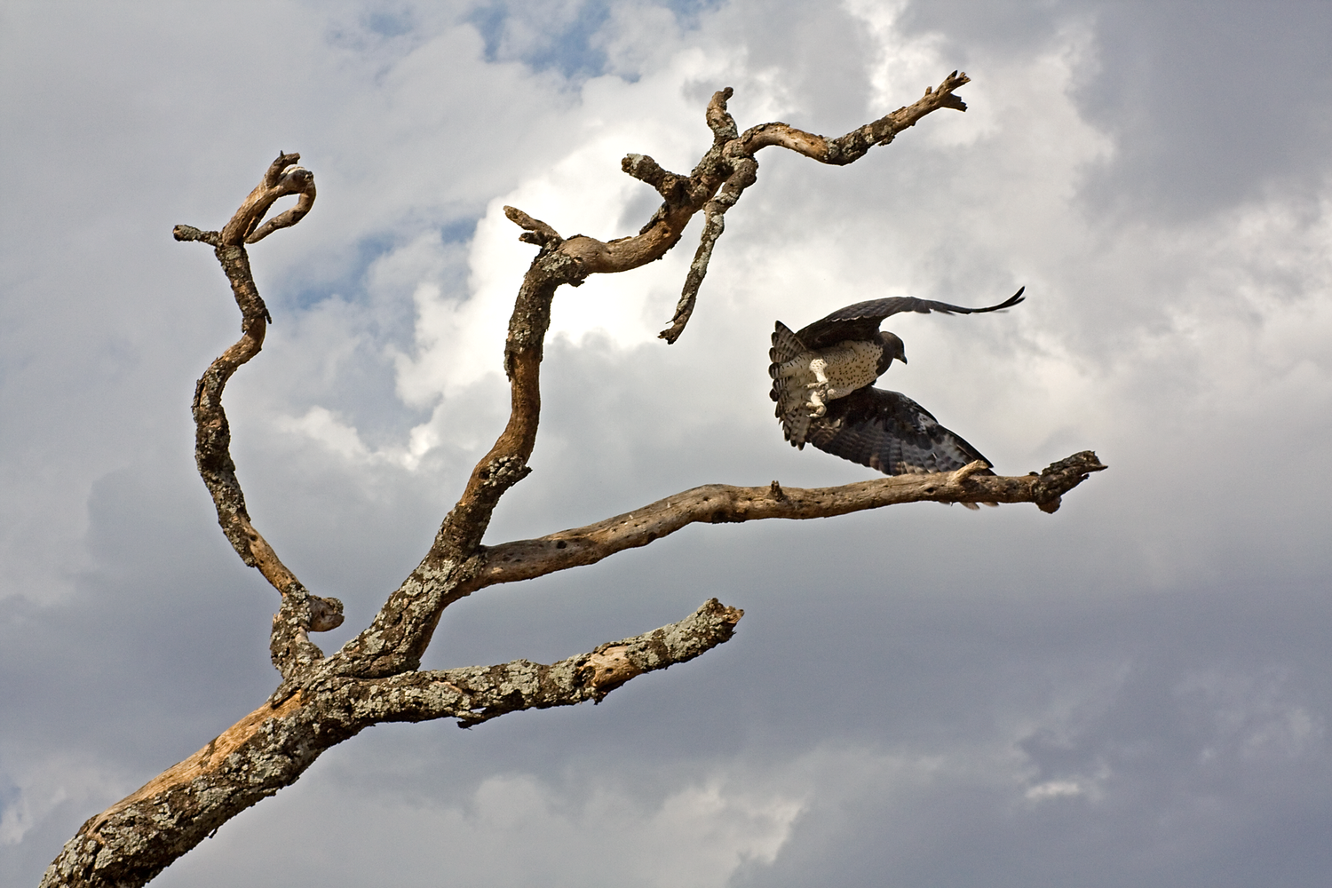 View Martial Eagle by Victor Manuel Diaz Leites