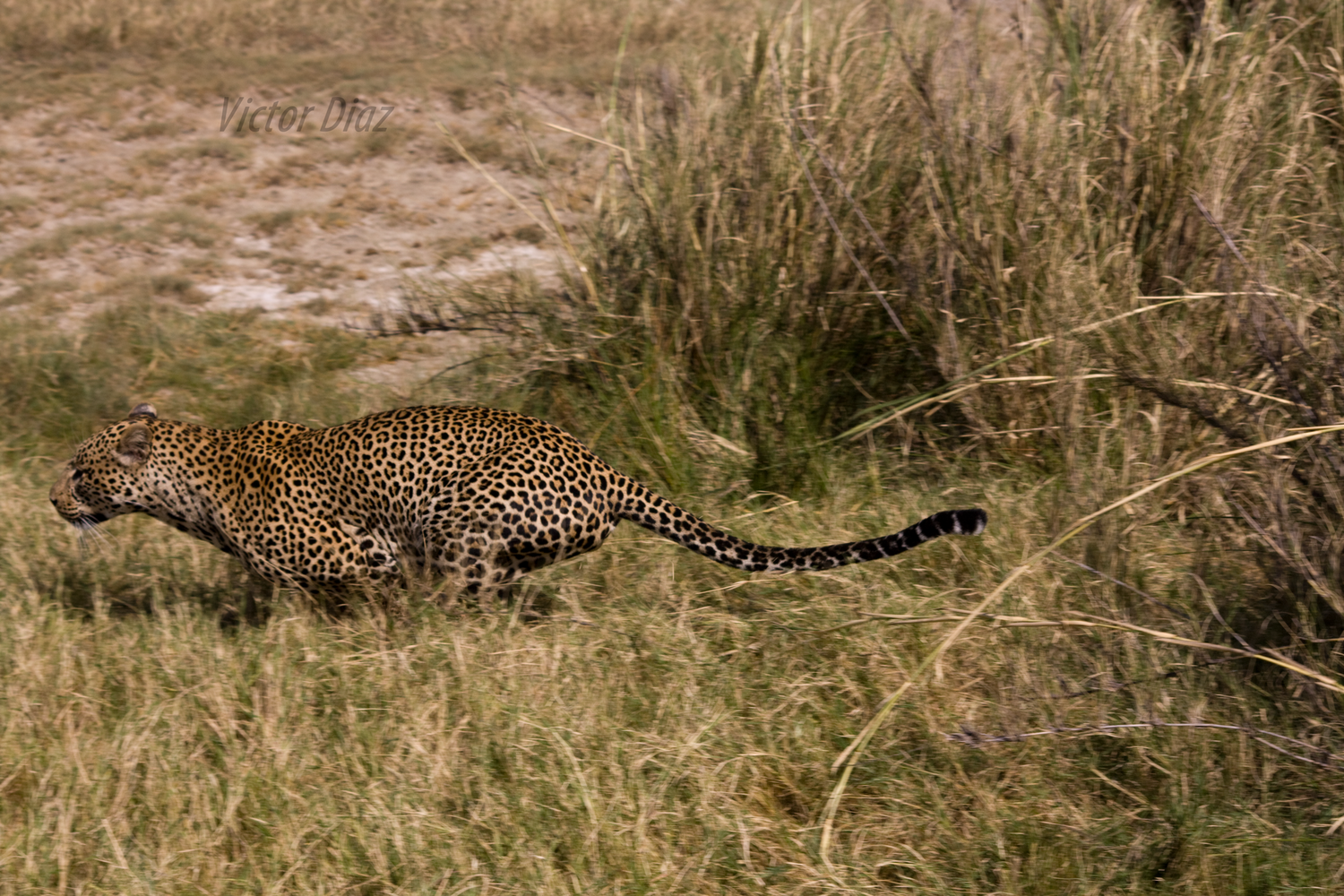 View Leopard by Victor Manuel Diaz Leites