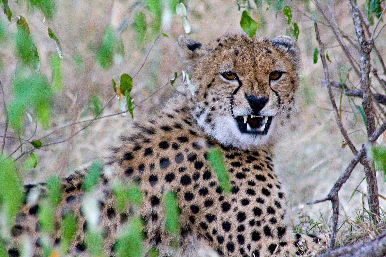 View Cheetah by Victor Manuel Diaz Leites