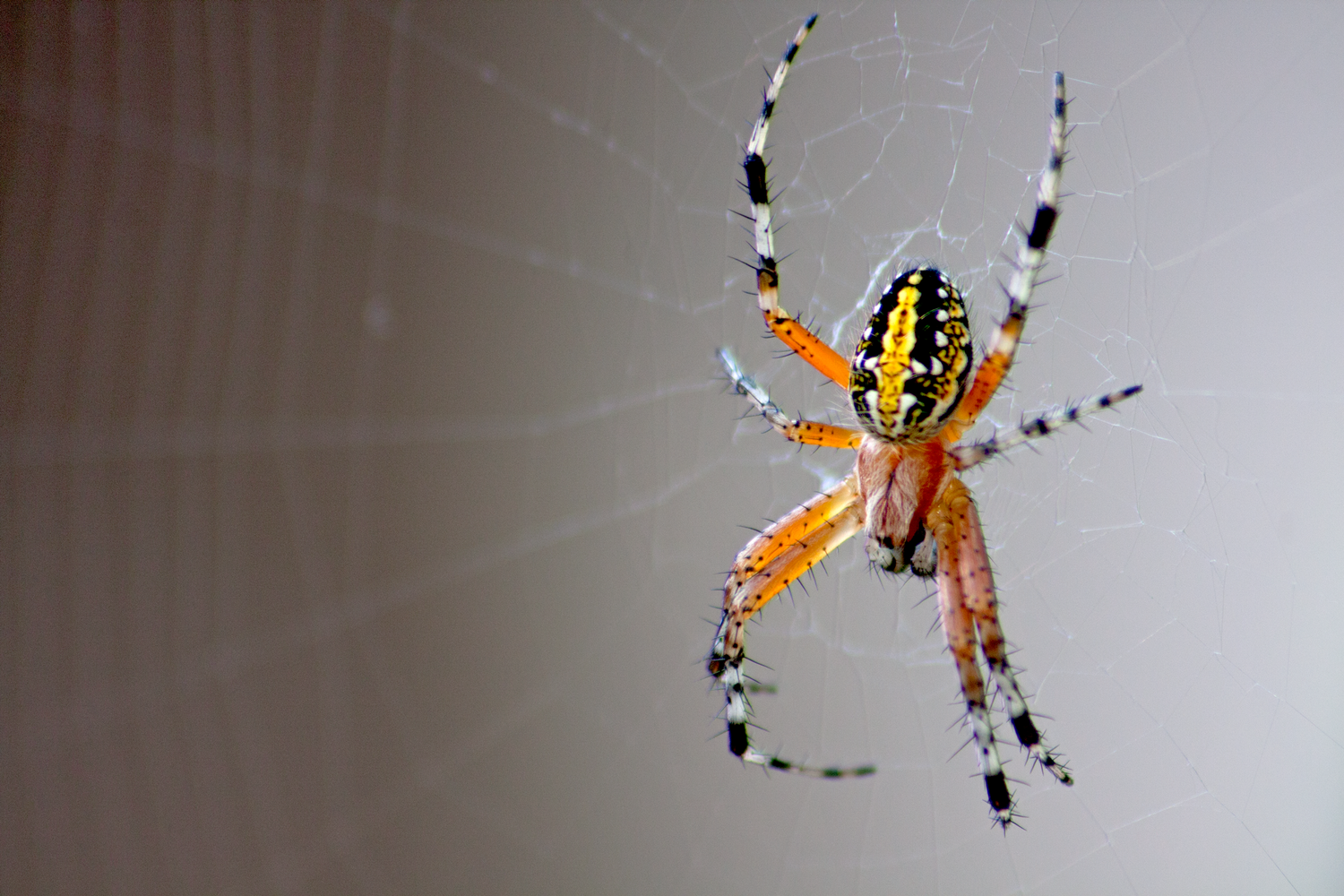 View Yellow Spider by Victor Manuel Diaz Leites