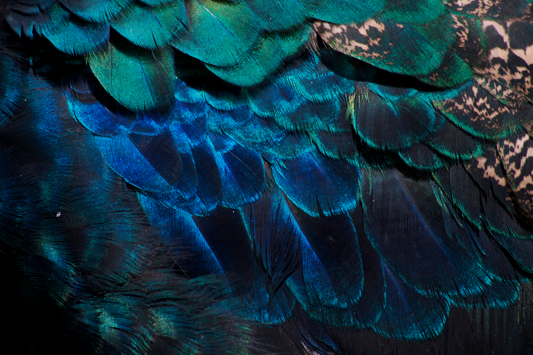 View Peacock feathers by Victor Manuel Diaz Leites