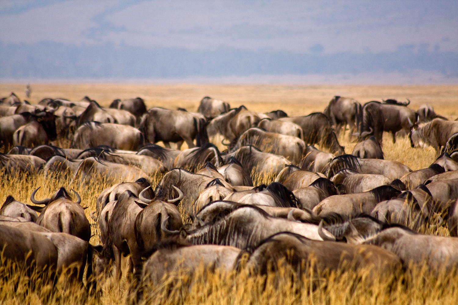View Wildebeests by Victor Manuel Diaz Leites