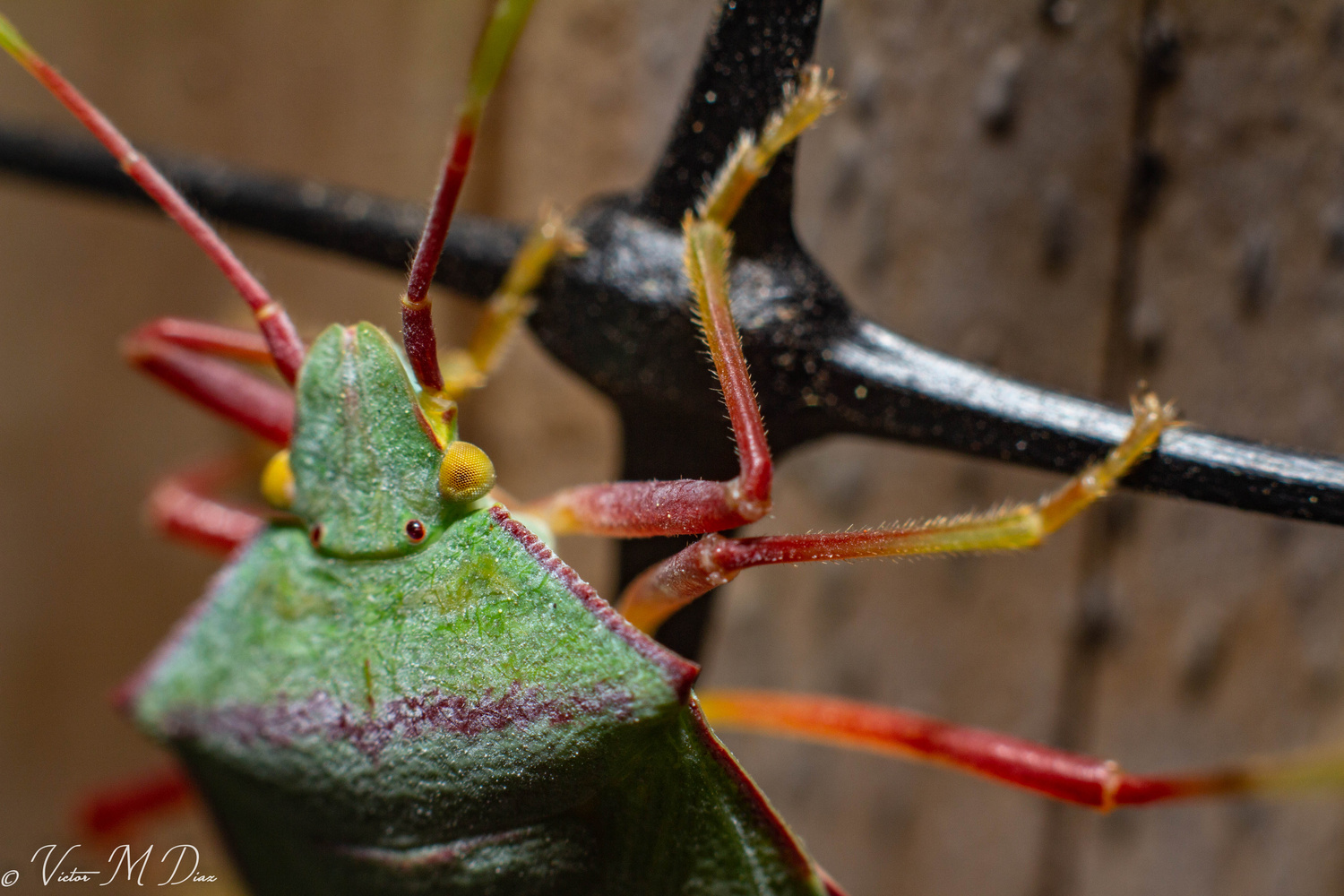 View Bug by Victor Manuel Diaz Leites