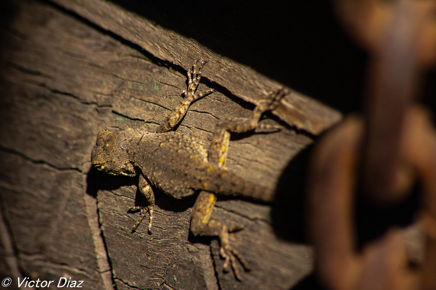 View Lizard by Victor Manuel Diaz Leites