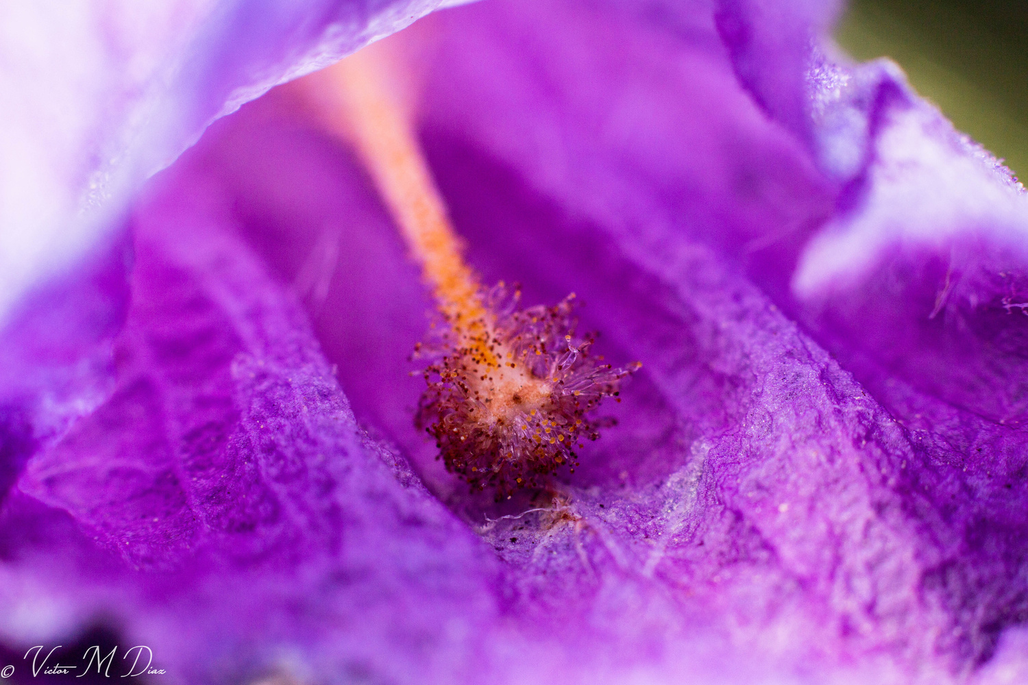 View Jacaranda flower by Victor Manuel Diaz Leites