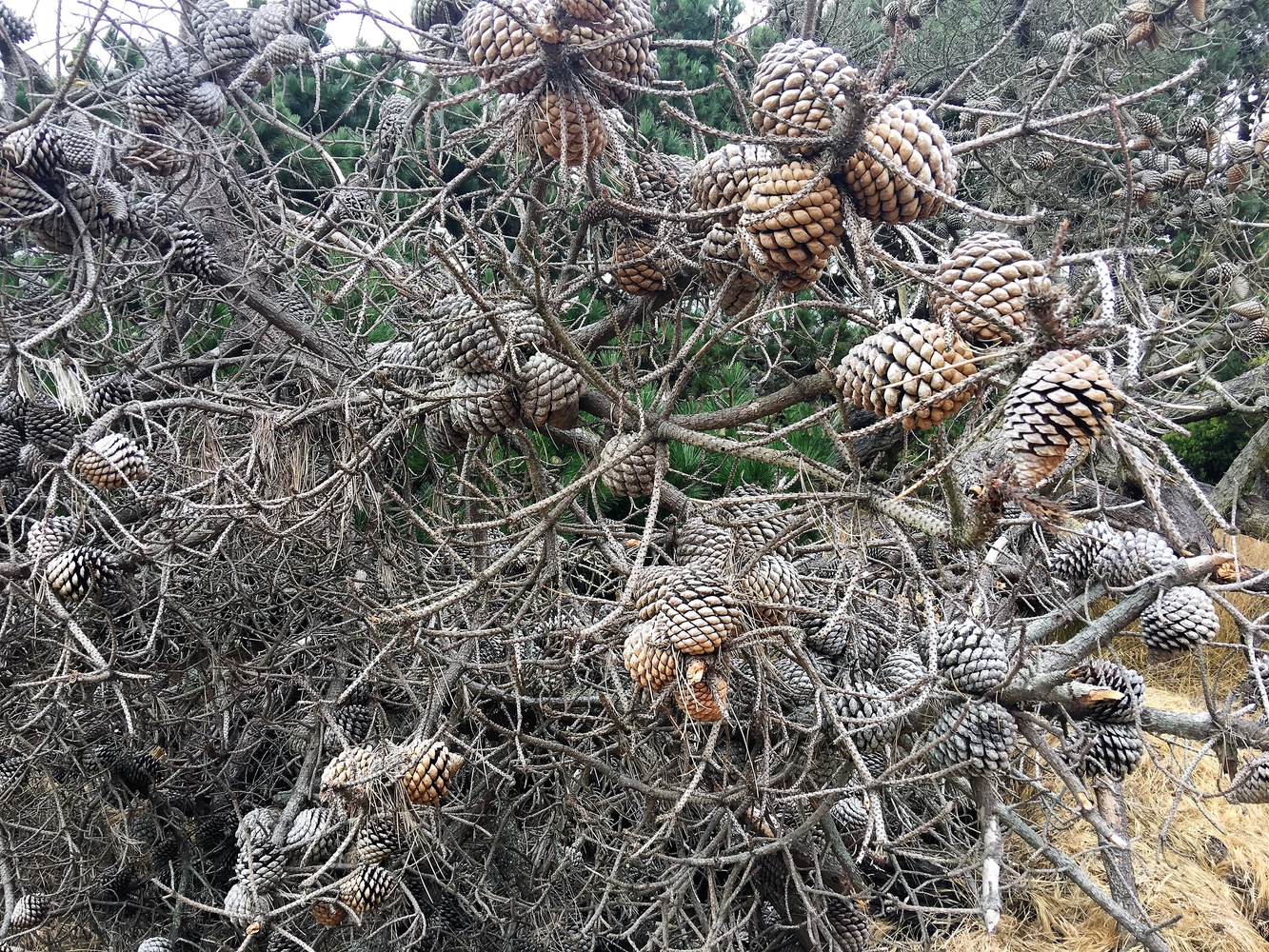 View pine cone web by mike jones