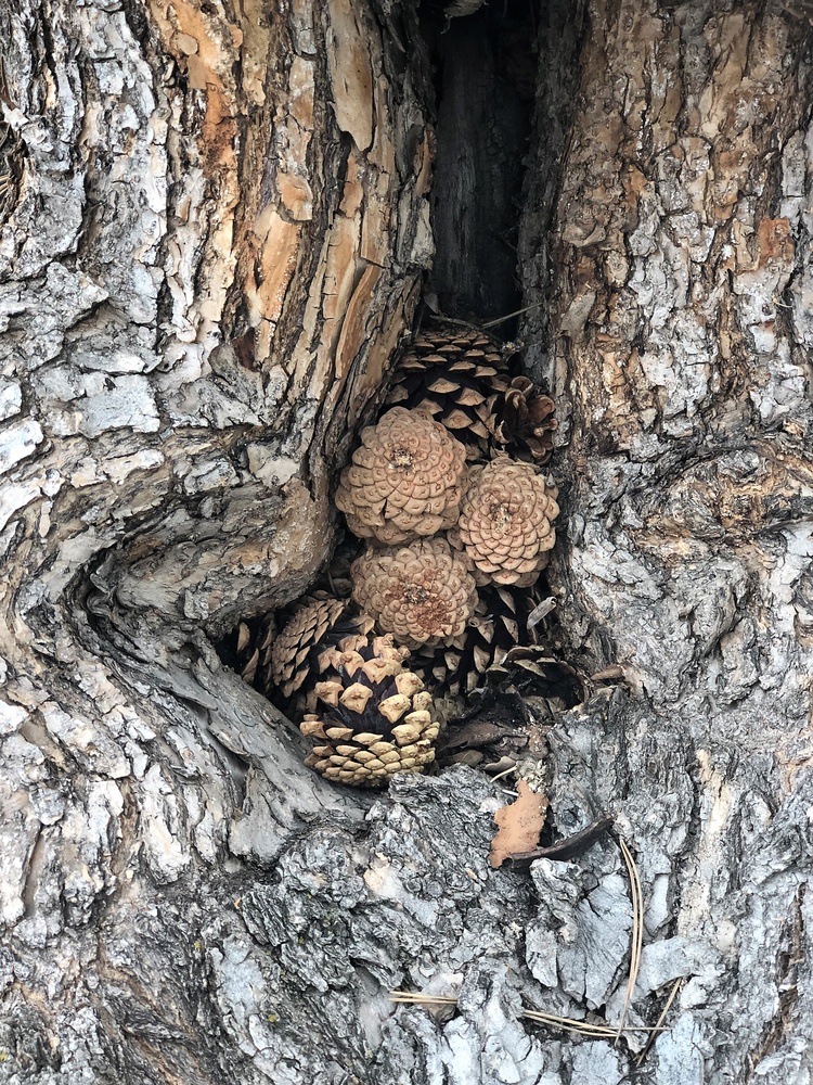 View crazy nest by mike jones