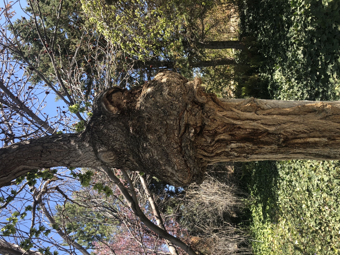 View dinosaur tree by mike jones