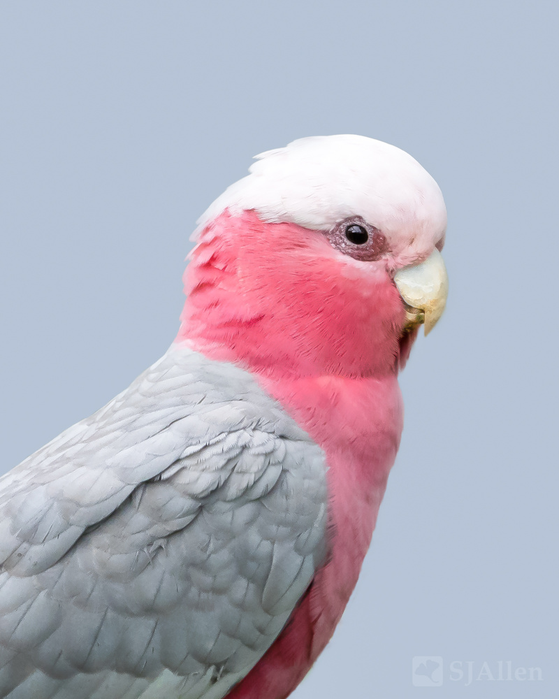 View Galah Portrait by SJ Allen