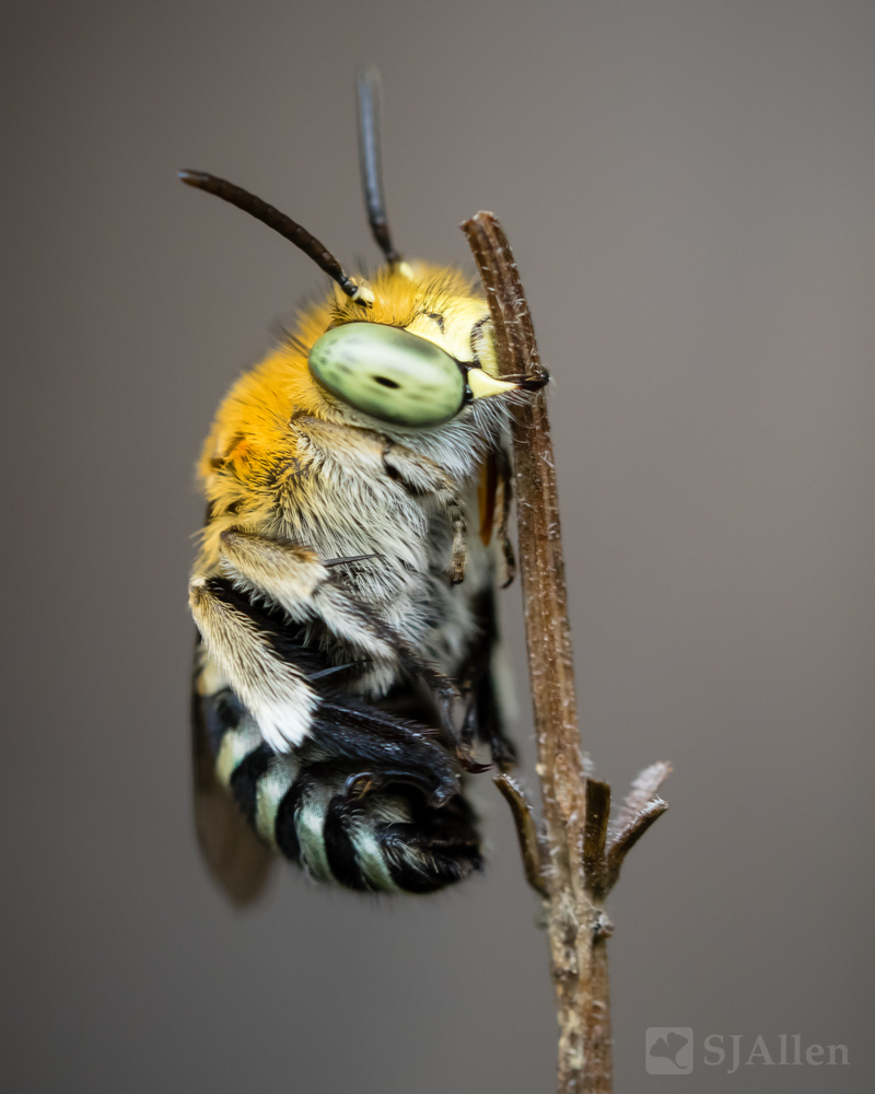 View Blue-Banded Bee by SJ Allen