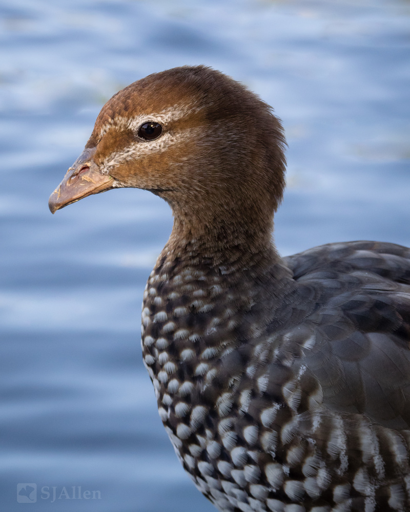 View Maned Duck Hen by SJ Allen
