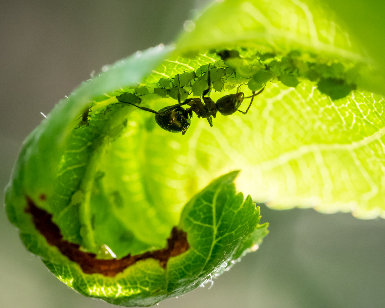 View The Aphid Farmer by SJ Allen