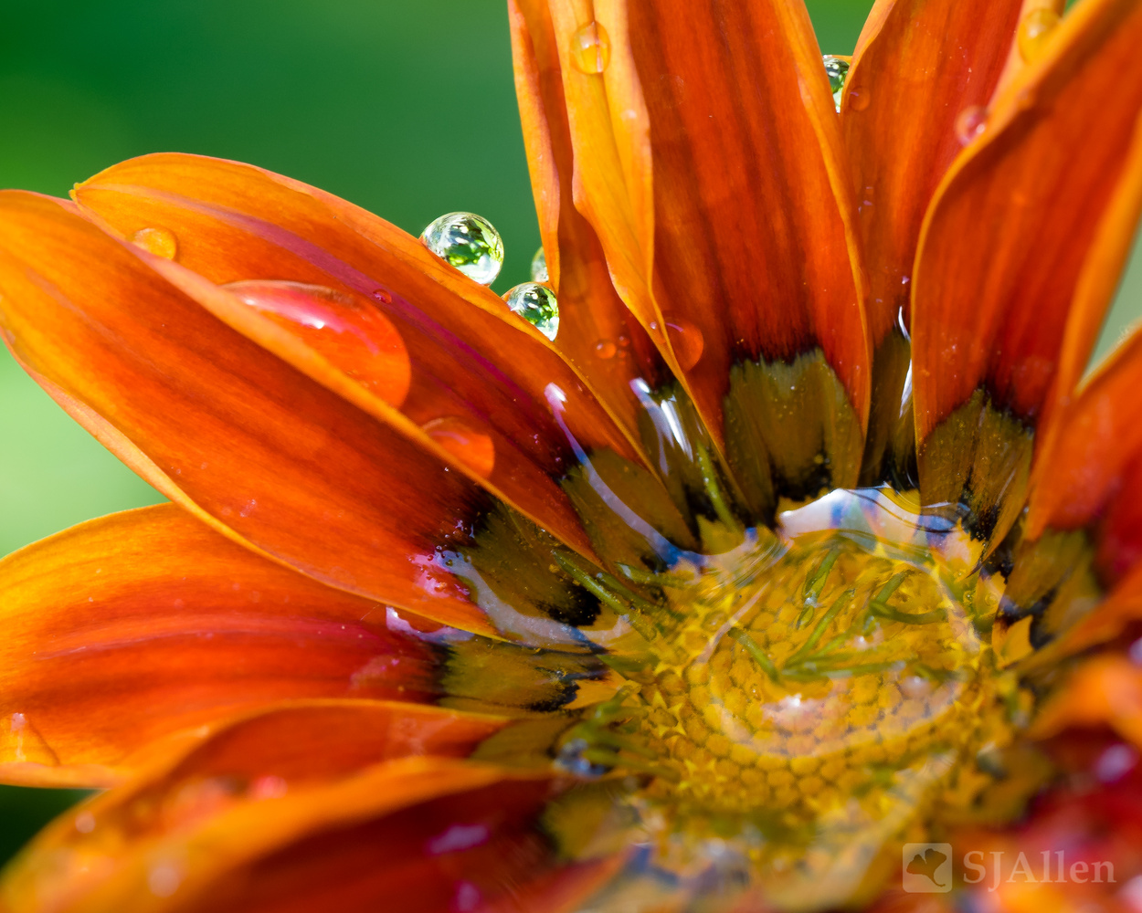 View Raindrops by SJ Allen